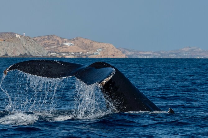 Whale Watching by Zodiac in Cabo San Lucas with Photos Included - Hearing the songs below the boat