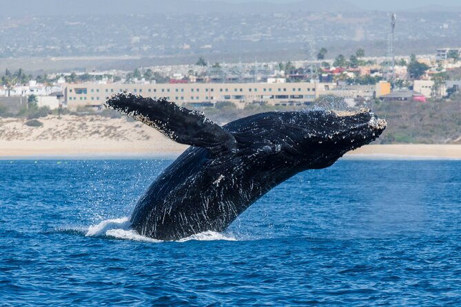 Whale Watching by Zodiac in Cabo San Lucas with Photos Included - Photos, videos, snacks, and what is included