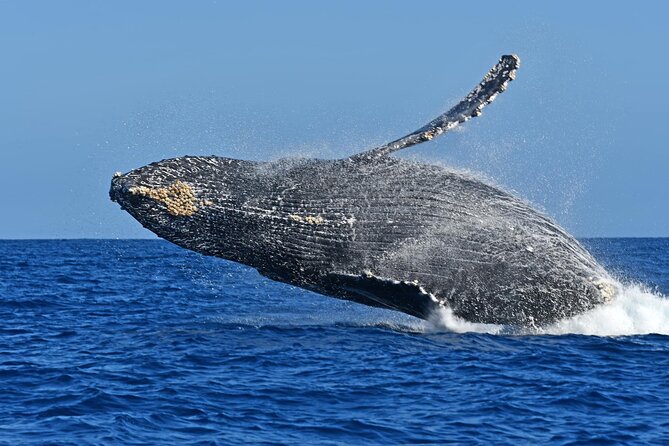 Whale Watching by Zodiac in Cabo San Lucas with Photos Included - Is $85 a good value?