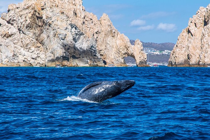 Whale Watching by Zodiac in Cabo San Lucas with Photos Included - The ride around the arch and into open water