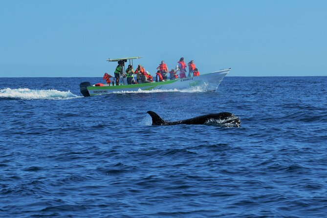 Whale Watching Cabo-Women crew-Sightings Guaranteed & Free Photos - Why this Cabo whale tour feels different