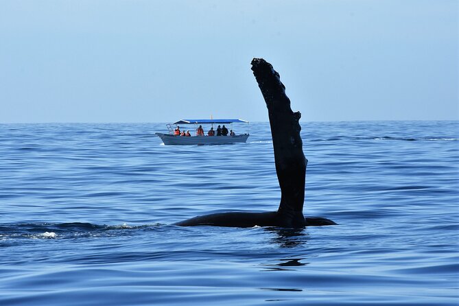 Whale Watching Cabo-Women crew-Sightings Guaranteed & Free Photos - Searching for humpback whales