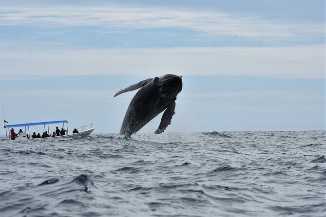 Whale Watching Cabo-Women crew-Sightings Guaranteed & Free Photos - The value of the marine biologist guides