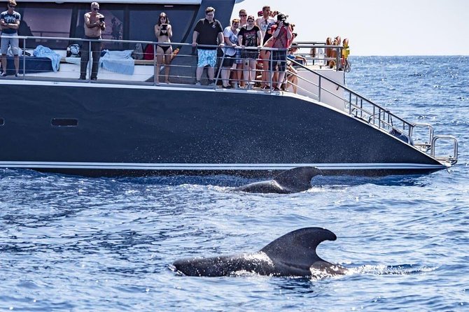 Whale Watching Catamaran in Costa Adeje (Including drinks & Sandwich) - Key points to know before booking