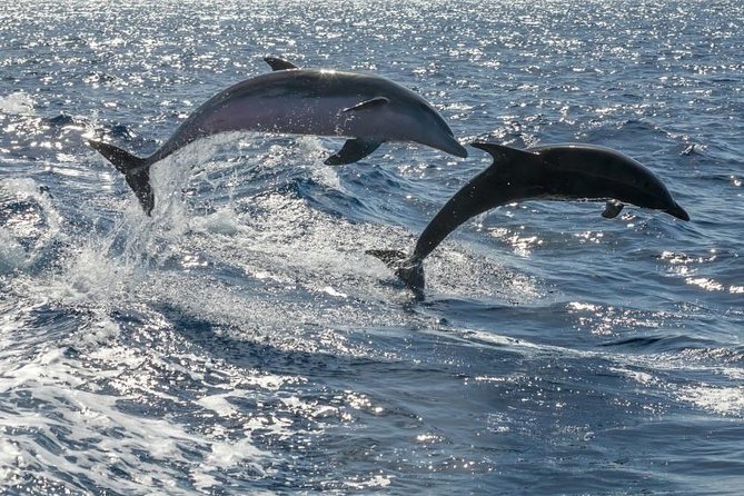 Whale Watching Catamaran in Costa Adeje (Including drinks & Sandwich) - What the big catamaran means for your day