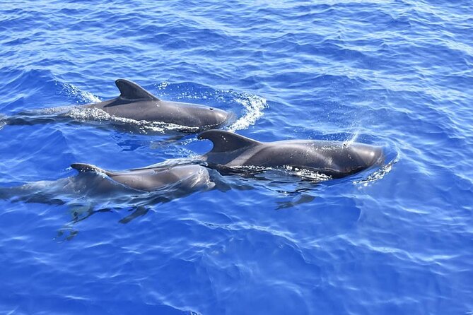 Whale Watching Catamaran in Costa Adeje (Including drinks & Sandwich) - Is $56.72 a fair price?