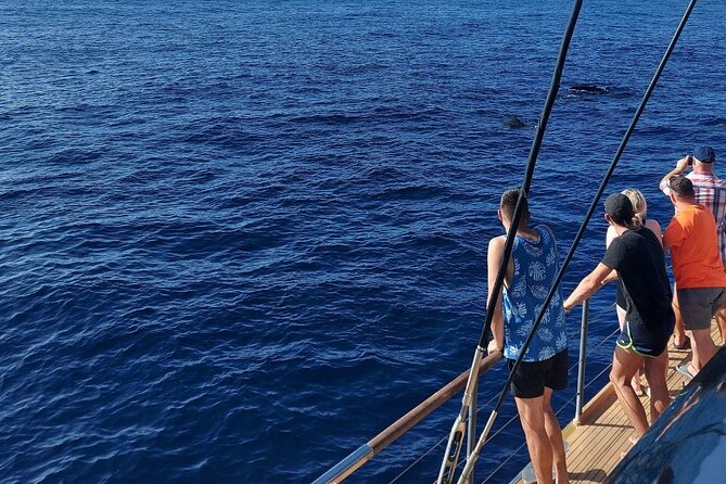 Whale Watching Catamaran in Costa Adeje (Including drinks & Sandwich) - Watching for pilot whales and dolphins