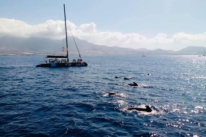 Whale Watching Catamaran to Los Gigantes & Masca (Including drinks & warm lunch) - Comfort on a large catamaran