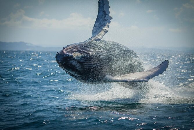 Whale Watching, Cayo Levantado and Limón Waterfall in Samaná - Key points at a glance