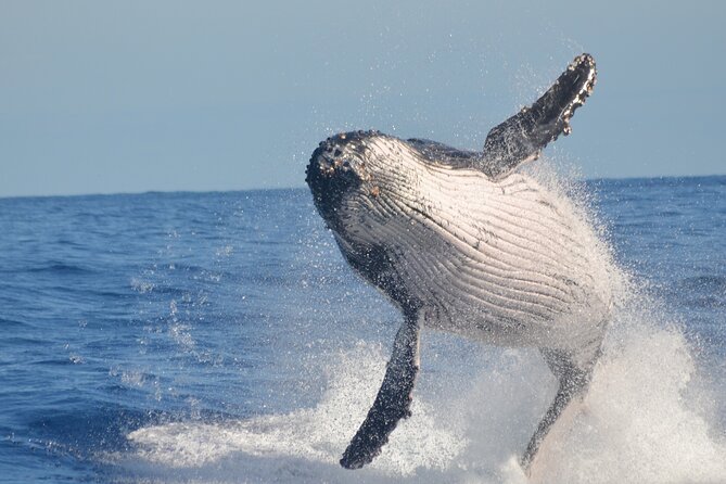 Whale Watching, Cayo Levantado and Limón Waterfall in Samaná - Limón Waterfall ends the outing with a swim