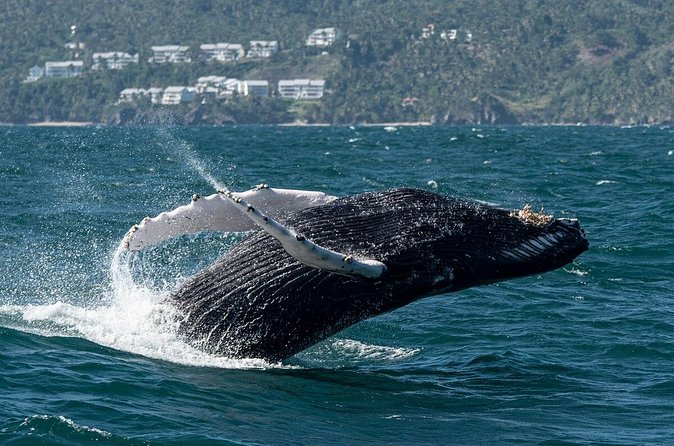 Whale Watching, Cayo Levantado and Limón Waterfall in Samaná - The ranch and Dominican home add needed local context