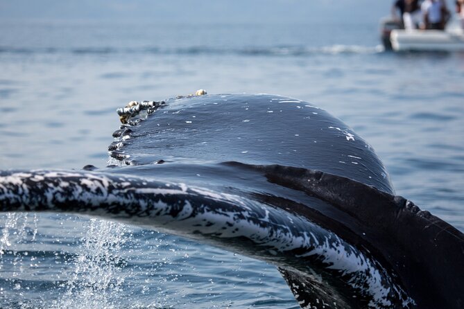 Whale Watching, Cayo Levantado and Limón Waterfall in Samaná - Who should book this Samaná excursion?