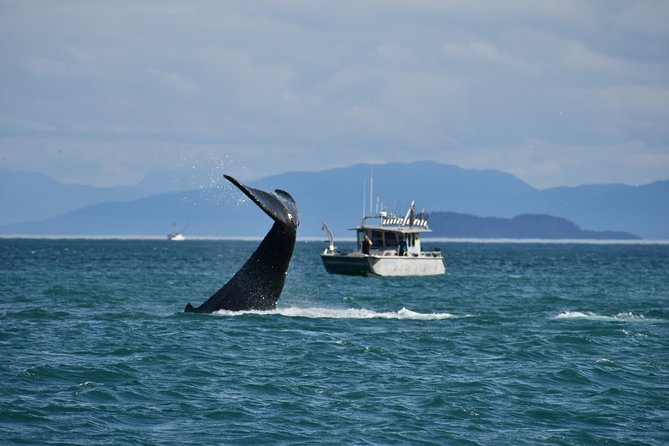Whale Watching Charters and Bear search through Icy Strat Alaska - Key points to know before booking