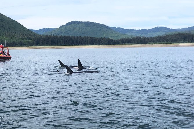 Whale Watching Charters and Bear search through Icy Strat Alaska - The bonus wildlife: orcas, otters, sea lions, and eagles