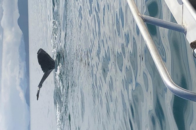 Whale Watching Charters and Bear search through Icy Strat Alaska - Searching the shoreline for bears