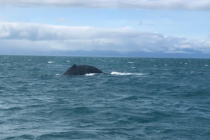 Whale Watching Charters and Bear search through Icy Strat Alaska - Why the six-person limit matters