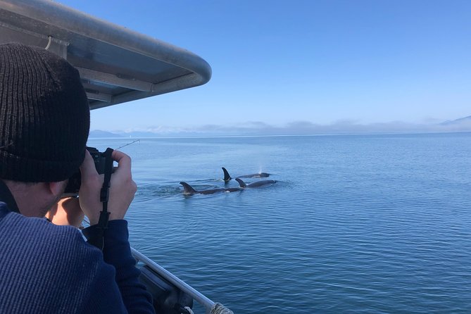 Whale Watching Charters and Bear search through Icy Strat Alaska - Humpback whales in Icy Strait