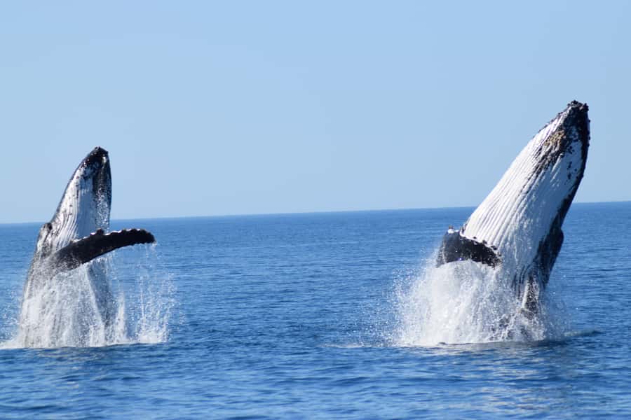 Whale Watching Cruise from Busselton, Augusta or Dunsborough - Key points to know before you go