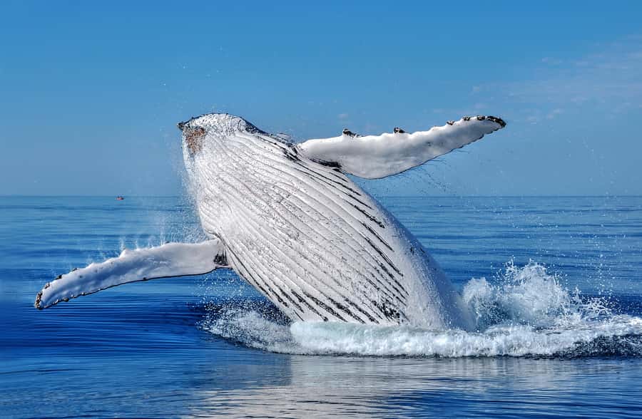 Whale Watching Cruise from Busselton, Augusta or Dunsborough - Choosing between Augusta, Busselton and Dunsborough