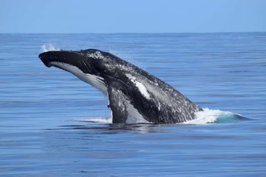 Whale Watching Cruise from Busselton, Augusta or Dunsborough - Why the boat layout improves the viewing