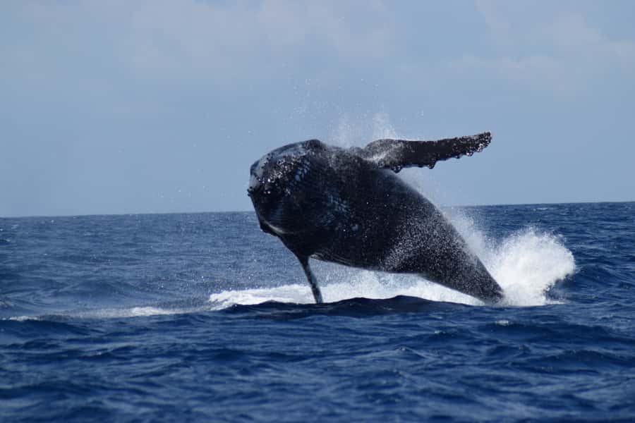 Whale Watching Cruise from Busselton, Augusta or Dunsborough - Dolphins, seals and seabirds add to the outing