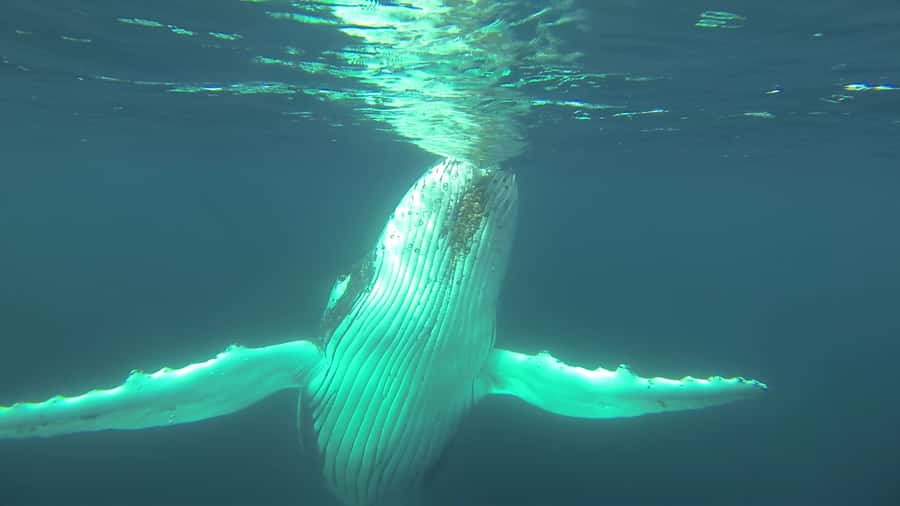 Whale Watching Cruise from Busselton, Augusta or Dunsborough - The crew and the learning side