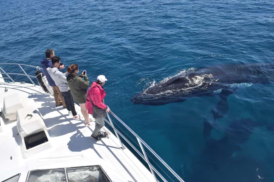 Whale Watching Cruise from Busselton, Augusta or Dunsborough - What the 2 to 2.5-hour cruise is like