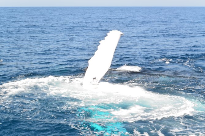 Whale Watching Cruise from Mooloolaba - Leaving Wharf Mooloolaba for the open water