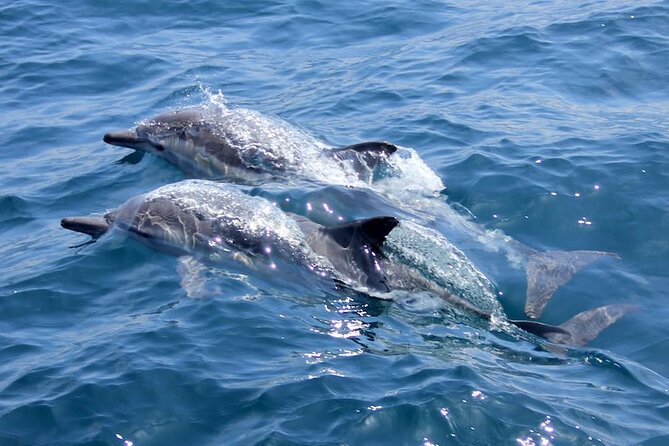 Whale Watching Cruise from Mooloolaba - Is the $71 price good value?