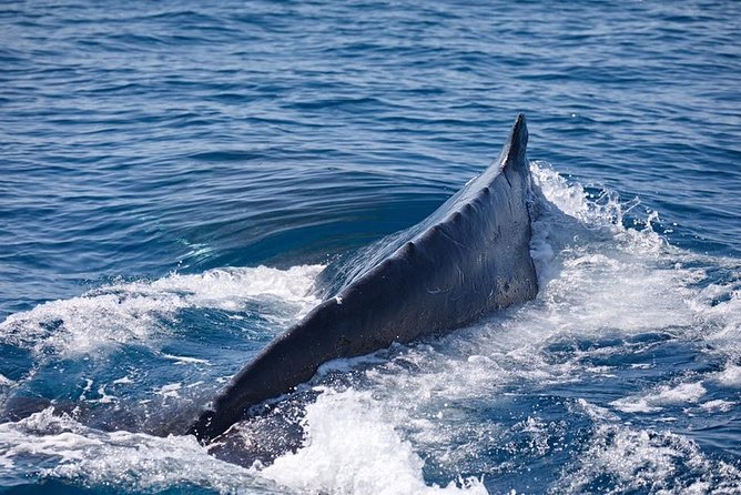 Whale Watching Cruise from Mooloolaba - Humpback whales between Antarctica and Australia