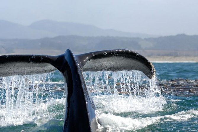 Whale-Watching Cruise from Newport Beach - Quick points before you book