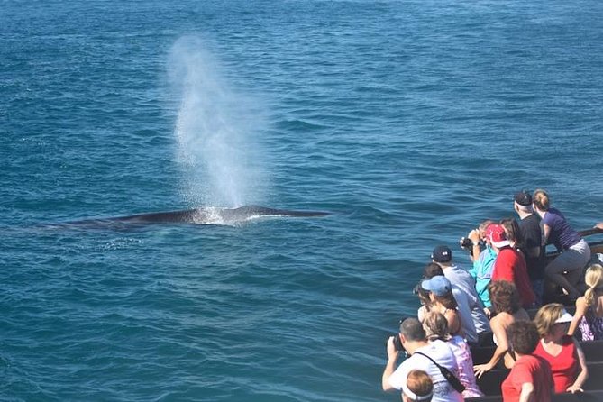 Whale-Watching Cruise from Newport Beach - Crystal Cove, Newport Beach Pier, and Balboa Island