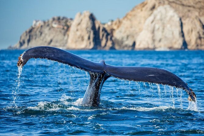 Whale-Watching Cruise from Newport Beach - Huntington Beach and the coastal stretch south