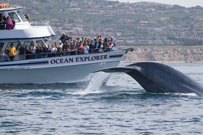 Whale-Watching Cruise from Newport Beach - Laguna Beach, Main Beach, and rocky coves