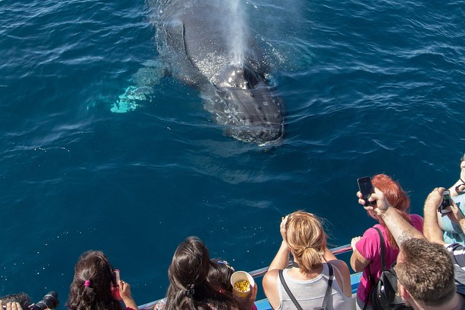 Whale-Watching Cruise from Newport Beach - Dana Point Harbor and the southern turnaround