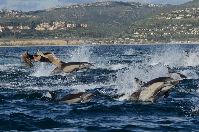 Whale-Watching Cruise from Newport Beach - Pelican Hill, Laguna Niguel, and the return coast