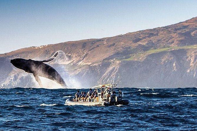 Whale Watching Cruise in Cabos San Lucas and Ground Transportation - Getting to the Marina Without Losing Your Morning