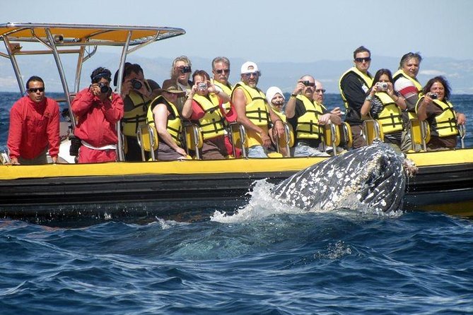Whale Watching Cruise in Cabos San Lucas and Ground Transportation - A Speedboat Ride With a Thrill at the End