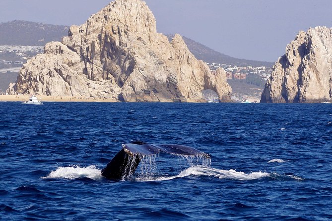 Whale Watching Cruise in Cabos San Lucas and Ground Transportation - What the Catamaran Adds for $118
