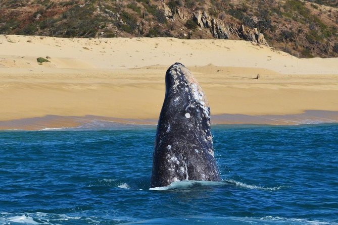 Whale Watching Cruise in Cabos San Lucas and Ground Transportation - Guides, Group Size, and Safety