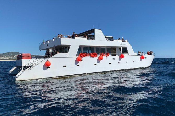 Whale Watching Cruise in Cabos San Lucas and Ground Transportation - Who Gets Good Value From This Cabo Outing