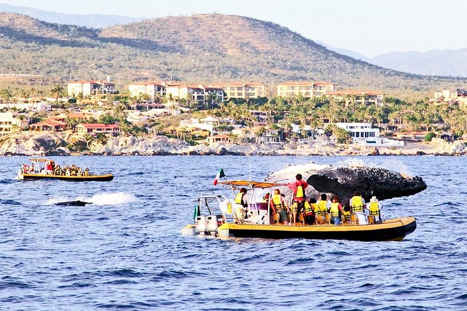 Whale Watching Cruise in Cabos San Lucas and Ground Transportation - The Cabo San Lucas Arch Comes First