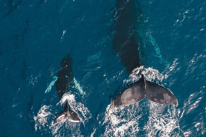 Whale Watching Cruise in Honolulu - Why mid-December through March matters