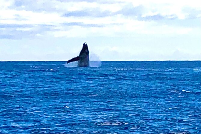 Whale Watching Cruise in Honolulu - Waikiki Beach from the water