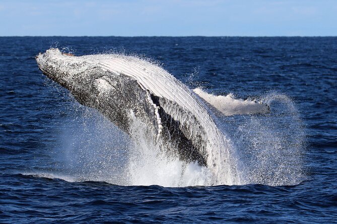 Whale Watching Cruise in New South Wales - Key points at a glance