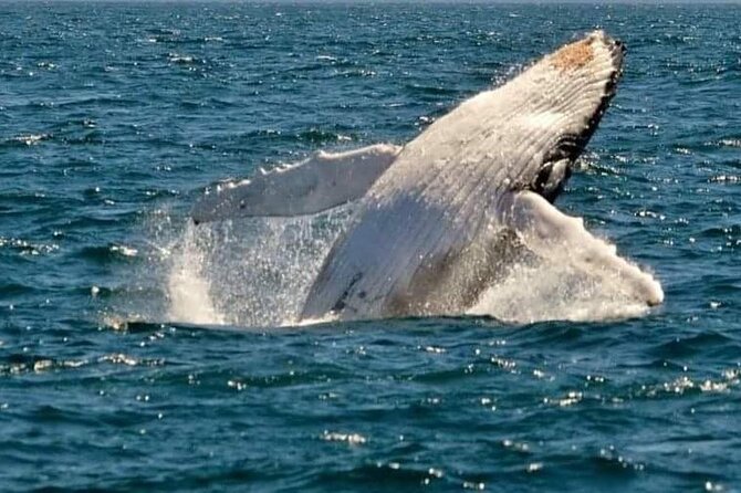 Whale Watching Cruise in New South Wales - Setting out from Shell Cove Marina
