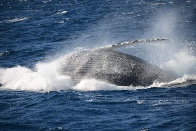Whale Watching Cruise in New South Wales - How much value do you get for $56.66?