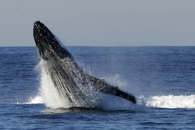 Whale Watching Cruise in New South Wales - A short itinerary with real wildlife uncertainty