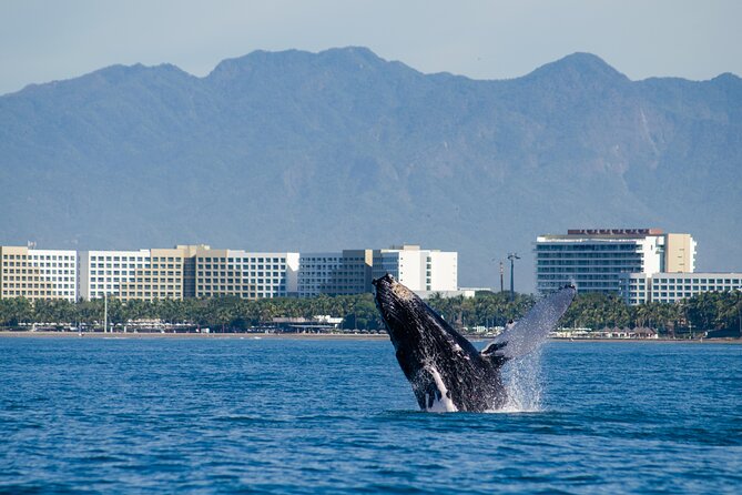 Whale Watching Cruise In Puerto Vallarta & Nuevo Vallarta - Breakfast first, then a light Mexican lunch