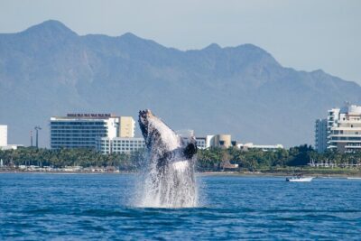 Whale Watching Cruise In Puerto Vallarta & Nuevo Vallarta